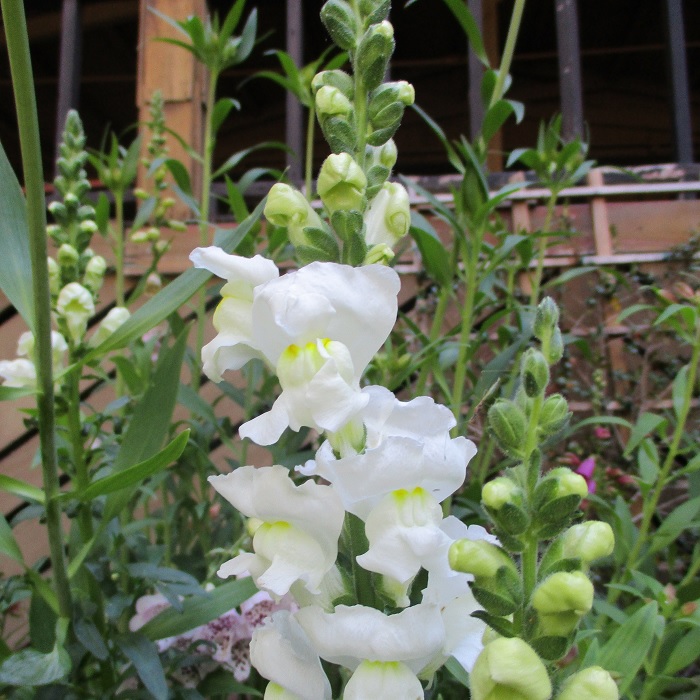 tropism and snapdragon