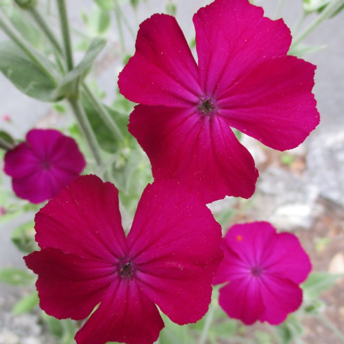 Naturalizing Might Be An Advantage naturalizing rose campion