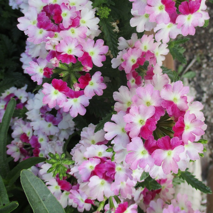 80613+ bees like verbena