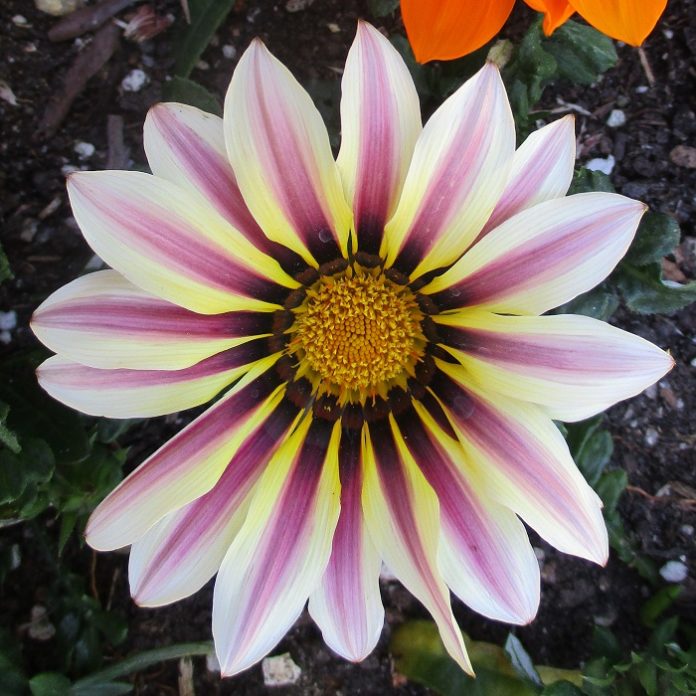 Concrete And Jungle Can Be Compatible concrete friendly gazania