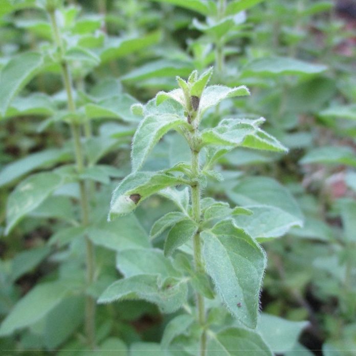 Herbs For Kitchen And Garden herbs