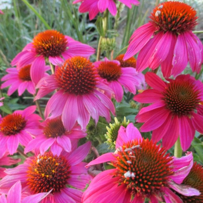 Medicinal Herbs Versus Culinary Herbs medicinal herbs coneflower
