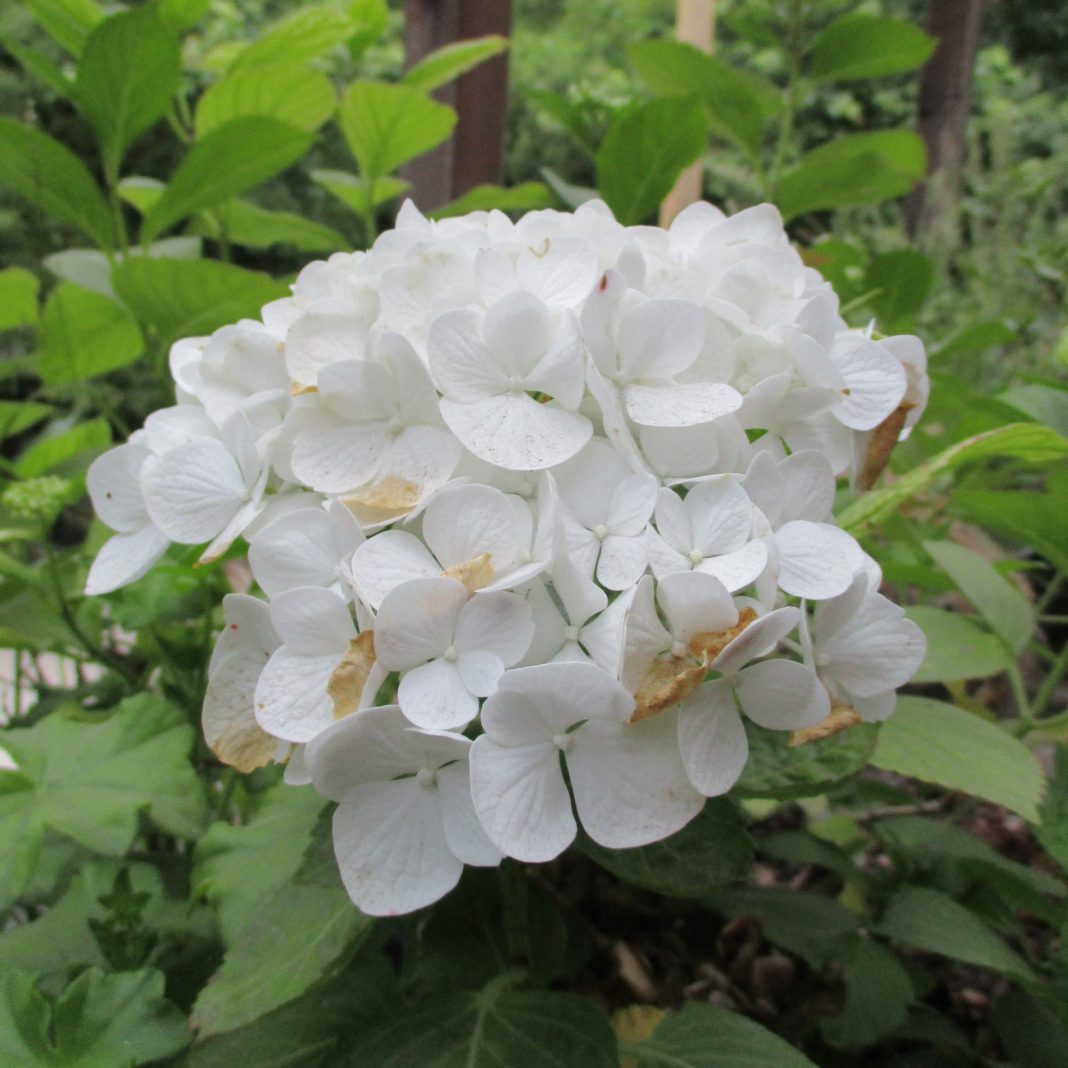 80711+ pH and hydrangeas