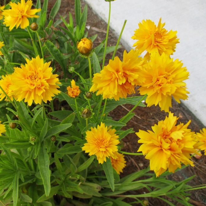Saving Seed For Next Season saving seed from coreopsis