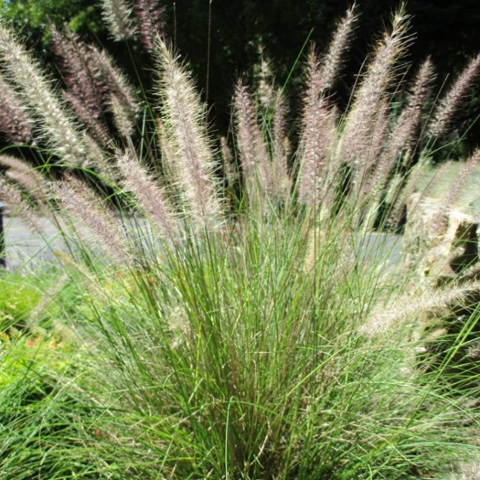 80725+ weed seeds