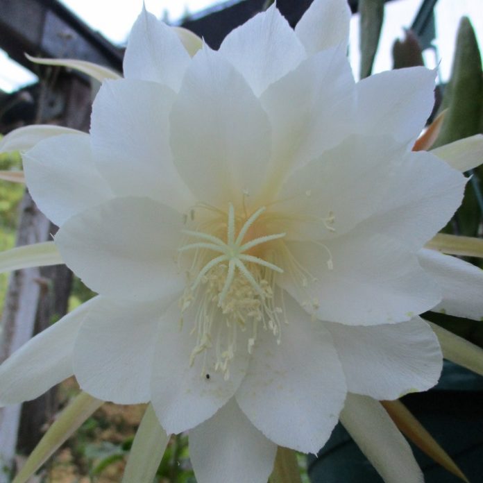 Cacti Are Notorious For Nonconformity cacti flower