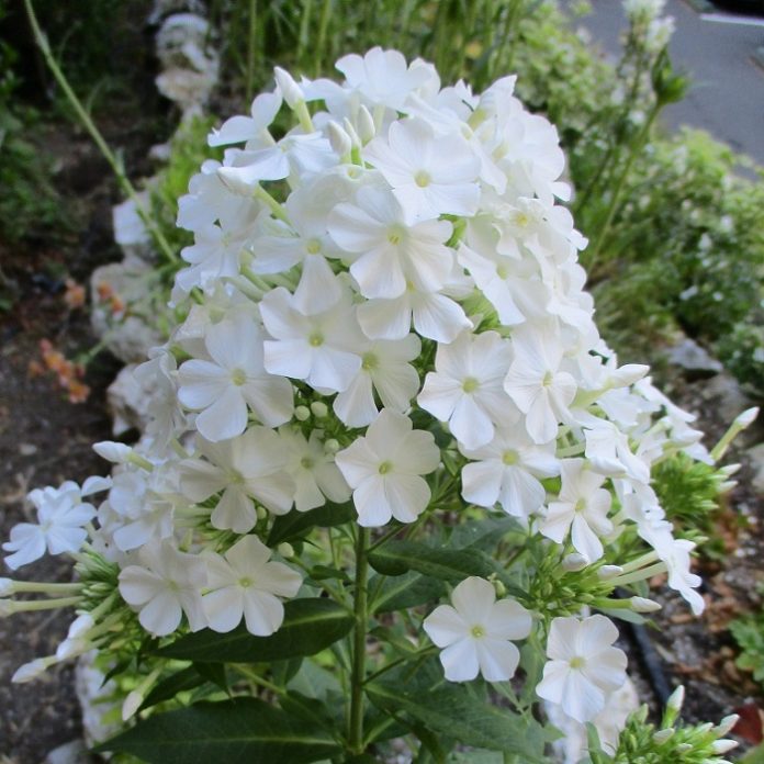 Think Outside The Nursery Pot