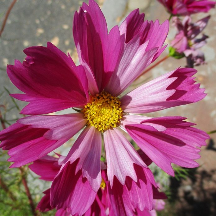 Flowers For Late Summer Bloom flowers