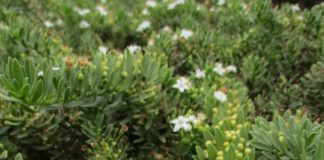 Groundcover Is Carpeting For Landscapes groundcover