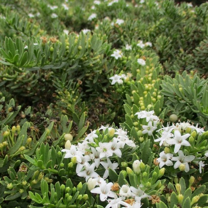 Groundcover Is Carpeting For Landscapes groundcover