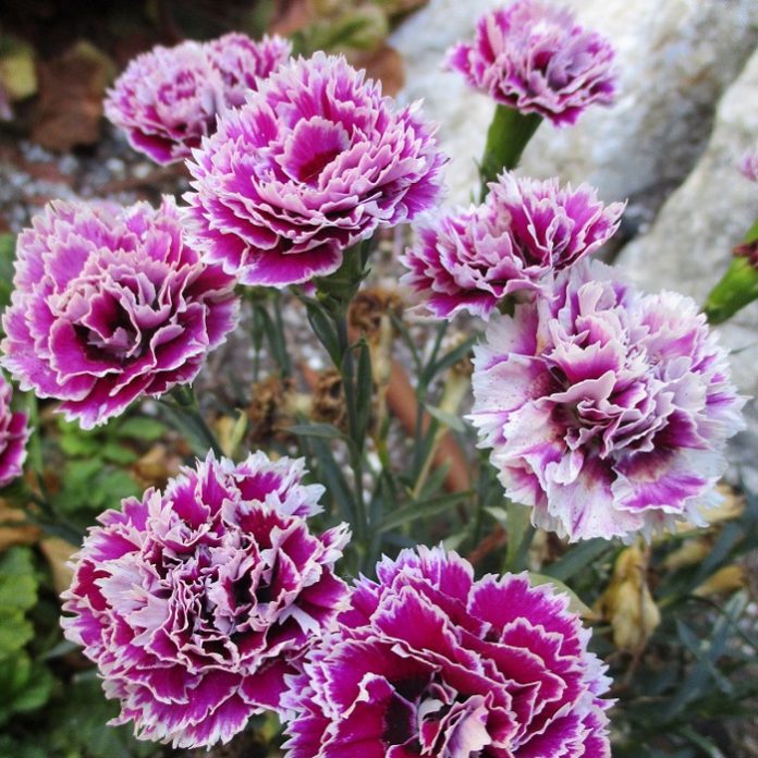 Cool Season Annuals Are Next annuals
