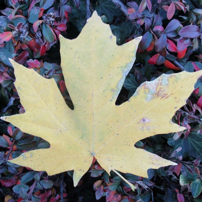 Autumn Is For Planting – Especially Bulbs bulbs