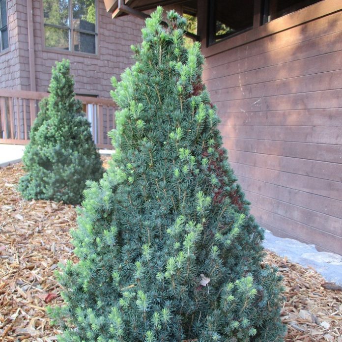 Plan Ahead For Coniferous Evergreens