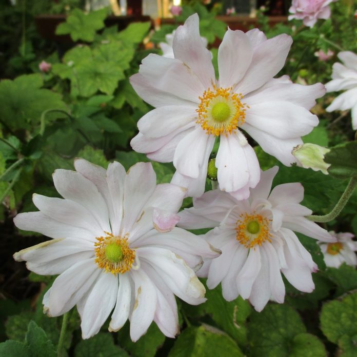 Propagation Of Perennials By Division division
