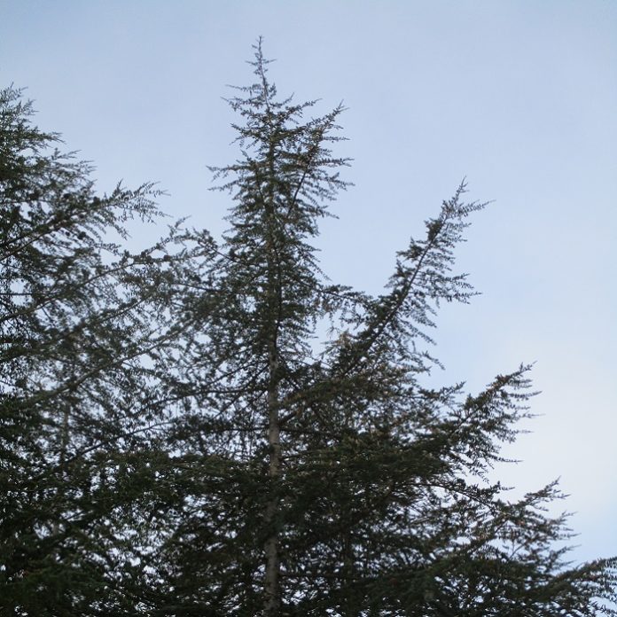 Arborists Are Very Specialized Horticulturists arborists
