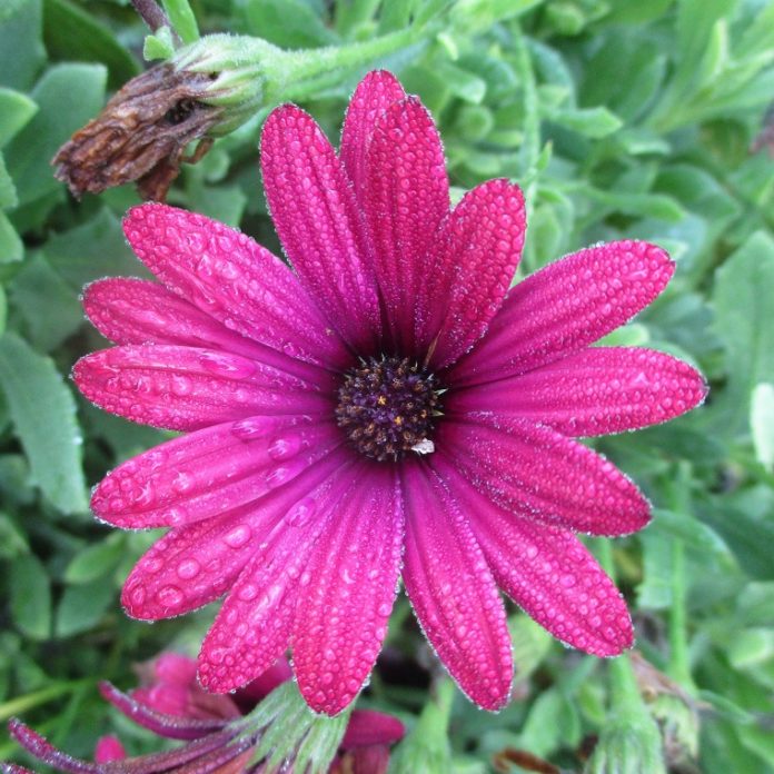 Get Perennials Ready For Winter perennials