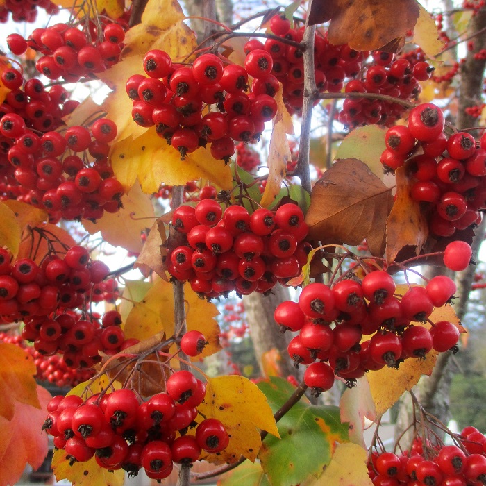 81226+ berries