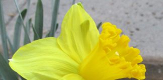 Bulbs Are Not Finished Yet bulbs