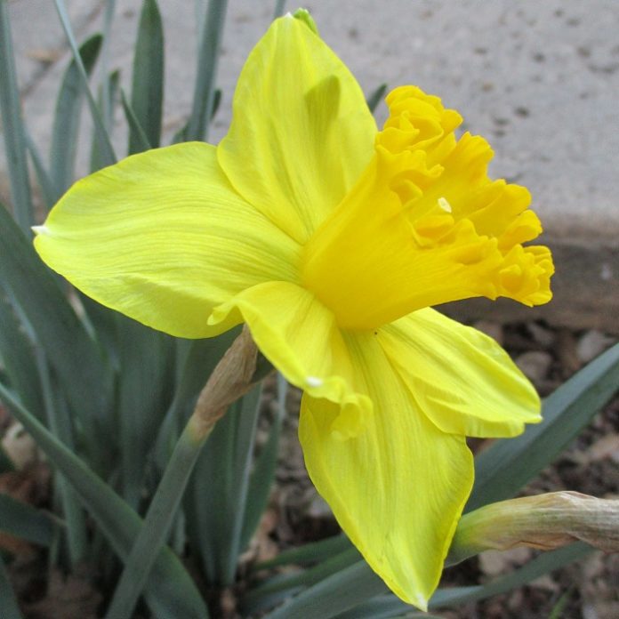 Bulbs Are Not Finished Yet bulbs