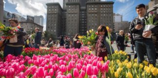 Thousands Of Free Tulips This Weekend
