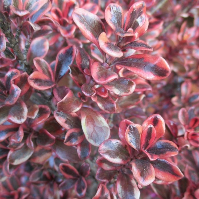 Colorful Foliage Needs No Bloom colorful foliage