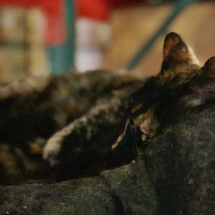 Facing Eviction, Fire Cat Edna Gets Adopted