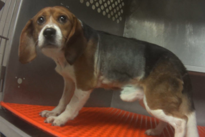 Corveta Force-Fed Beagles Pesticides For Animal Testing