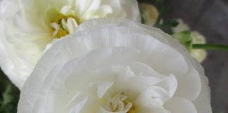 What Bulbs Do After Bloom bulbs