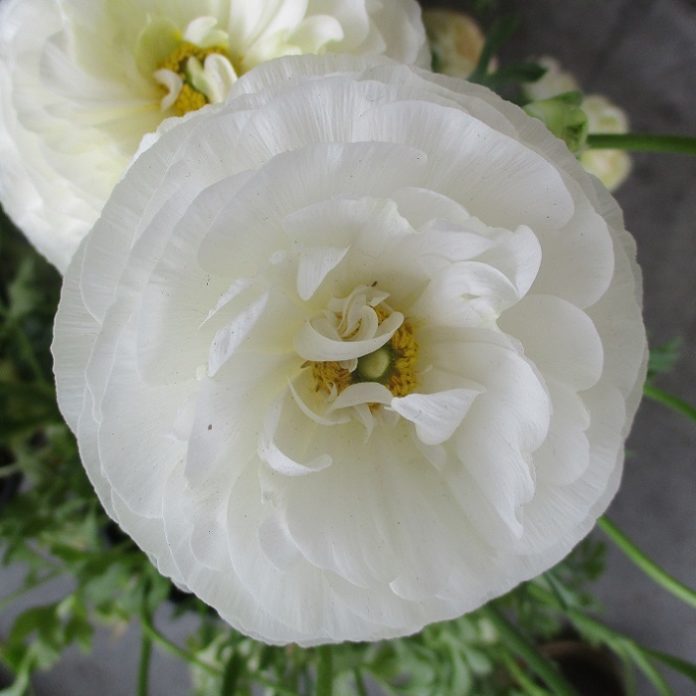 What Bulbs Do After Bloom bulbs