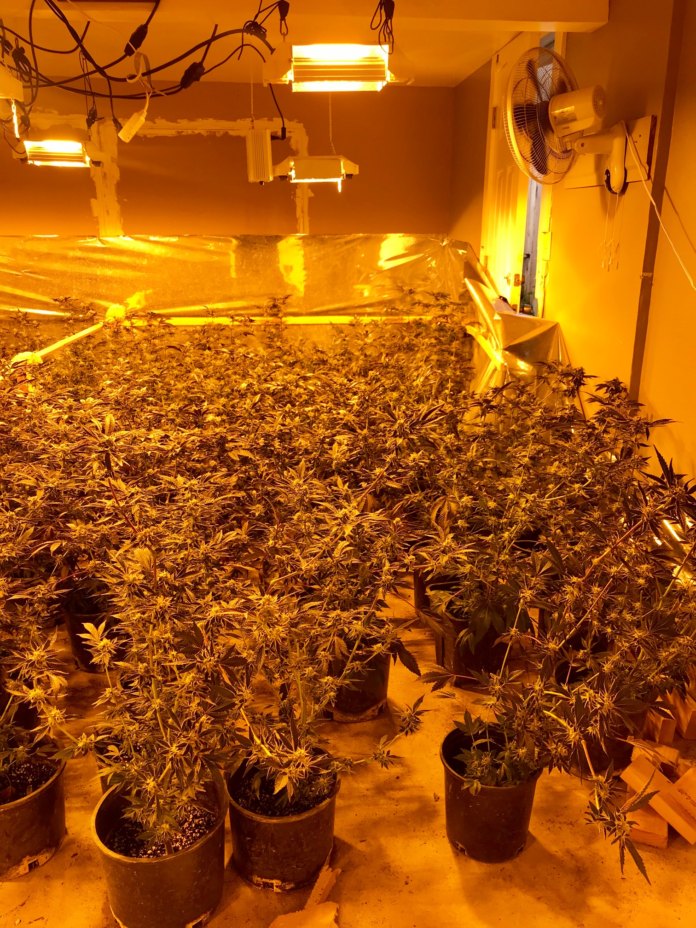Illegal Pot Operation Busted In Sunset District