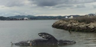 Third Dead Gray Whale Washes Ashore