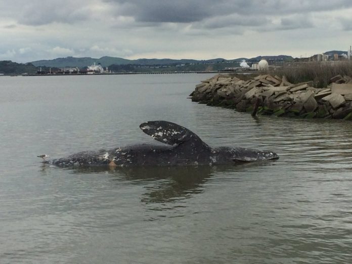 Third Dead Gray Whale Washes Ashore