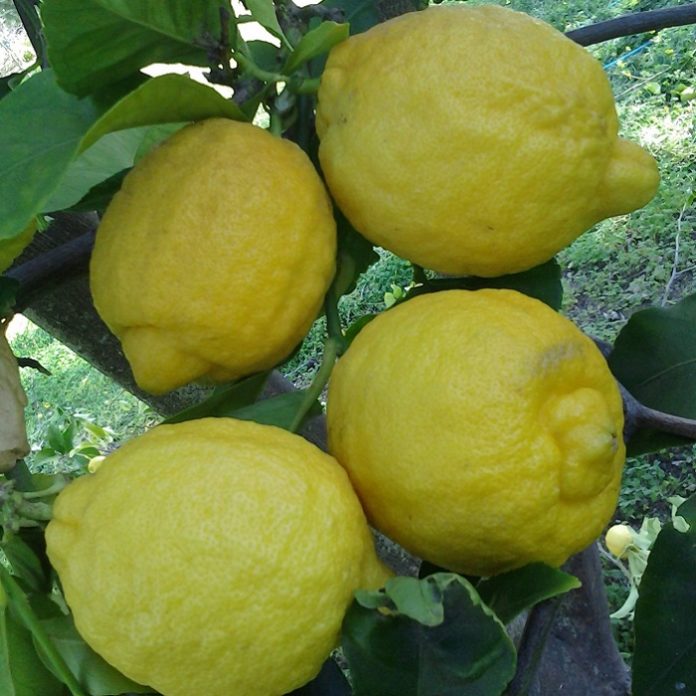 Citrus And Avocado From Seed citrus