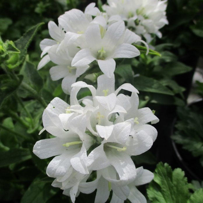 Naturalizing Within Constraint Of Cultivation naturalizing