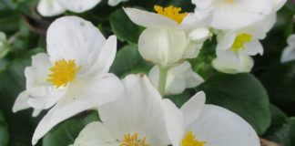 Nomenclature Is More Than Botanical nomenclature