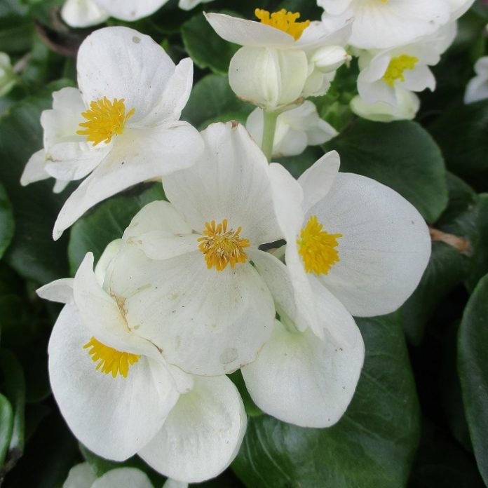 Nomenclature Is More Than Botanical nomenclature