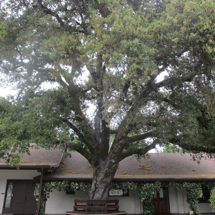 Mighty Oaks From Little Acorns oaks