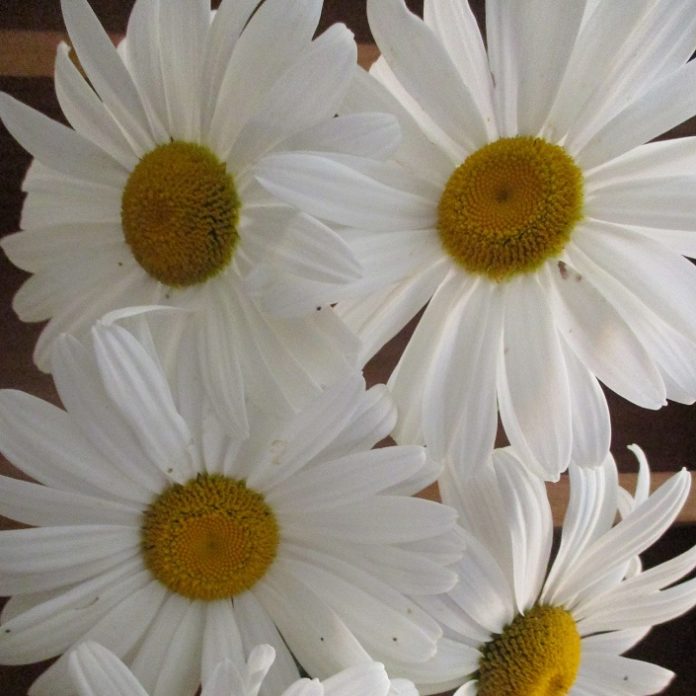 Deadheading Promotes And Prolongs Bloom deadheading