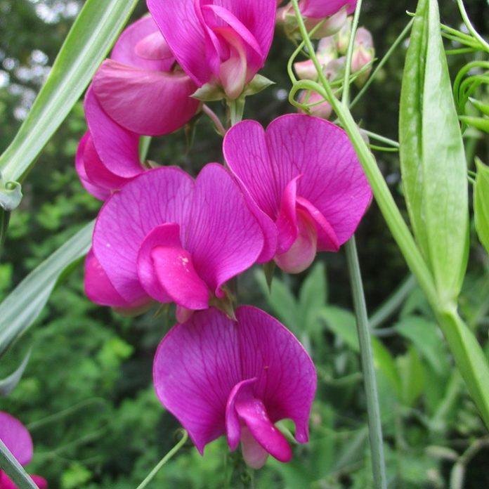 Weeds Might Produce Hazardous Seeds weeds