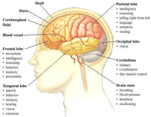 Brain Functions