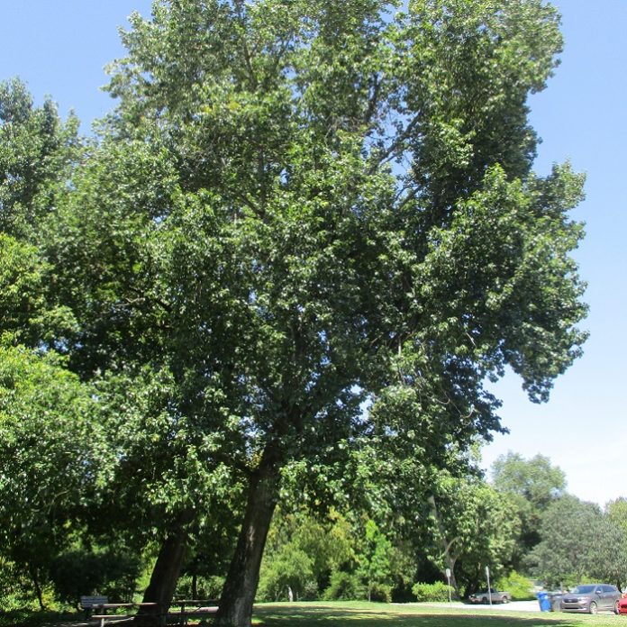 Arborists Are Modern Tree Surgeons tree surgeons