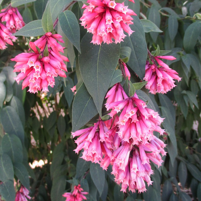 90731+ summer perennials