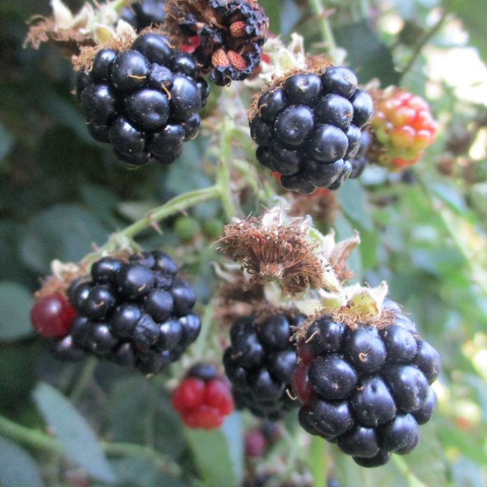 Fruit From Non Fruit Trees fruit
