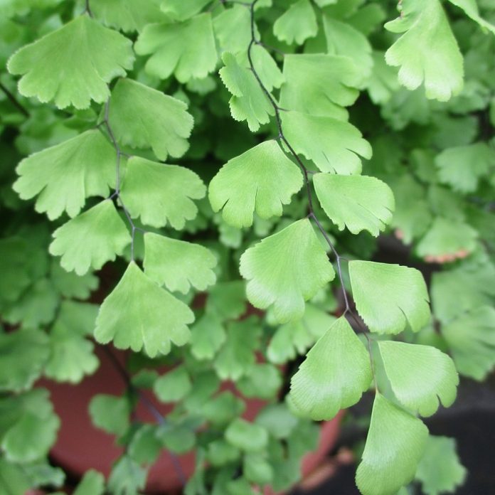 Ferns Are Delightful Without Bloom ferns