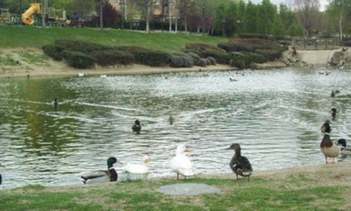 The Ducks Of Las Rozas