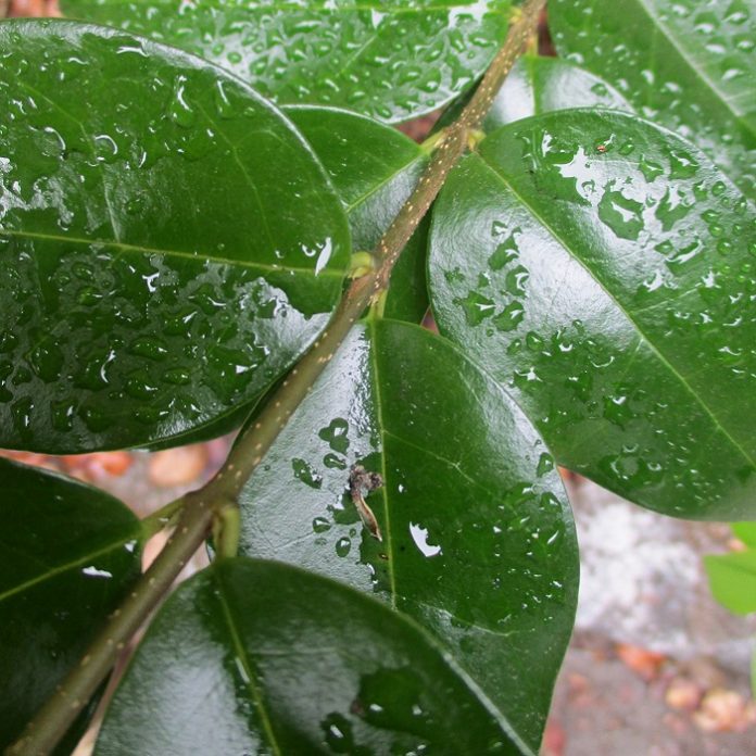 Hedges – Living In The Background hedges