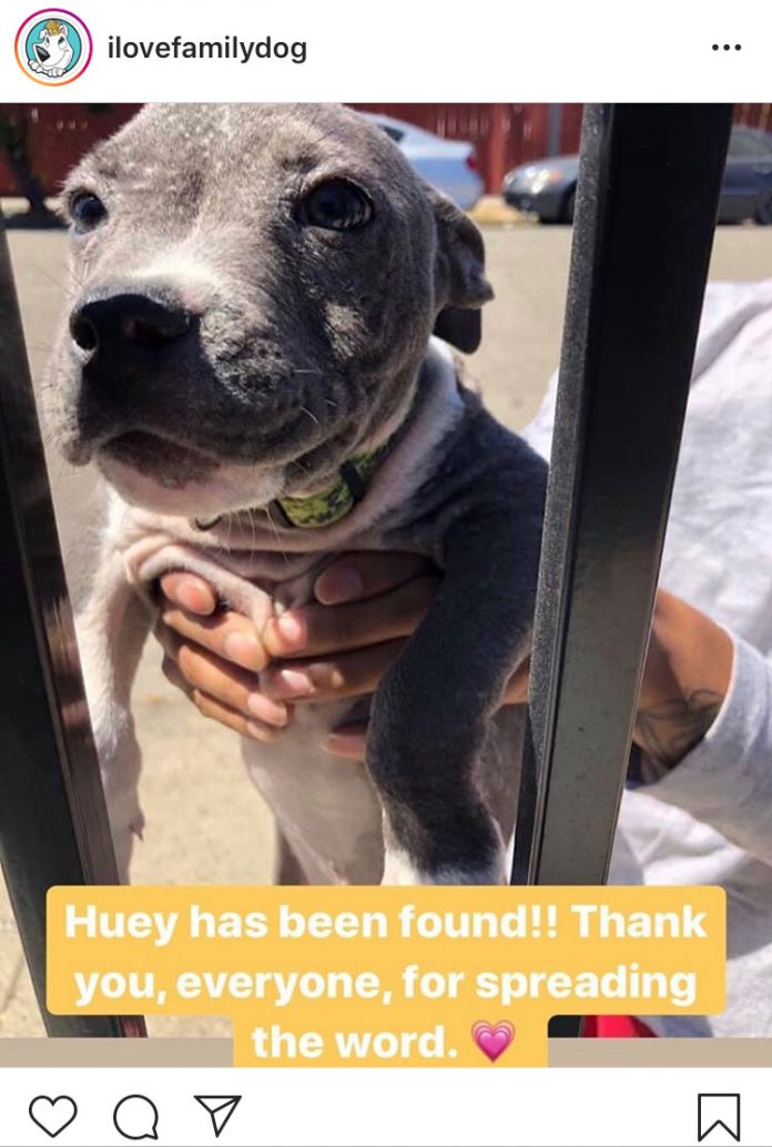 Three Stolen Puppies Found And Returned To Animal Shelter