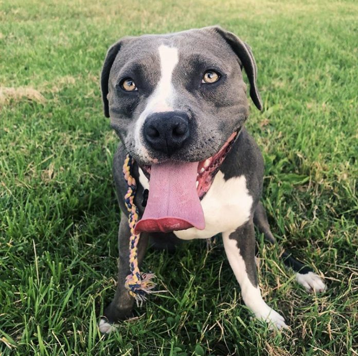 New Rules For Pet Owners At Golden Gate National Recreation Area
