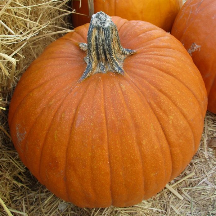 Squash For Autumn And Winter squash