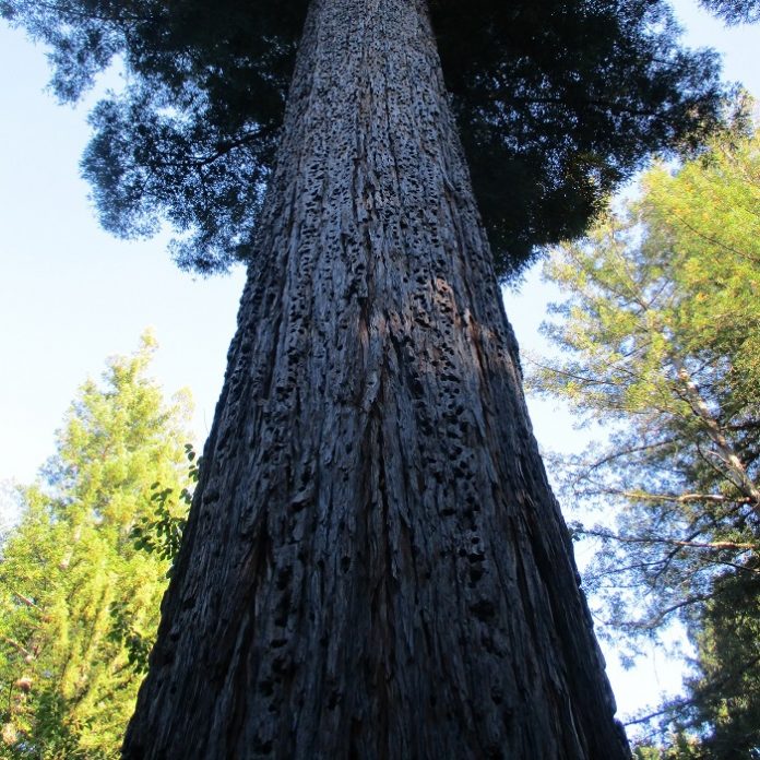 Arborists Maintain The Big Trees arborists